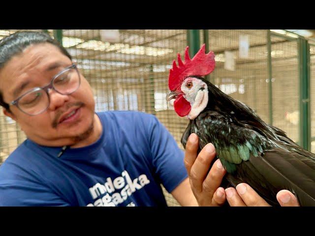 FANCY CHICKEN at BANTAM CHIKEN: Pinaka Magaganda at Pinaka Madaming Collection sa Philippines