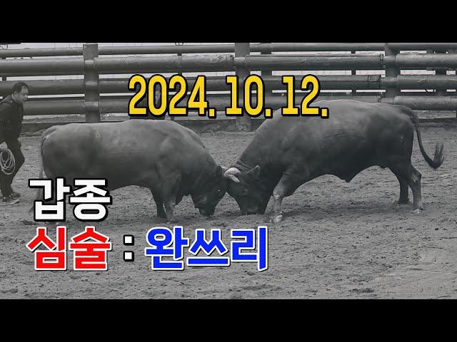 청도소싸움 2024. 10. 12. 제2경기 갑종 심술 / 완쓰리