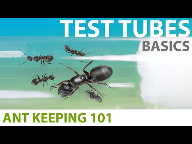 Keeping Ants in Test Tubes (Basics) | Ant Keeping 101