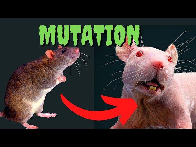 Hairless Rats: The Strangest Mutation