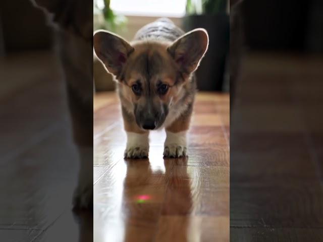 This Corgi vs. The Red Dot is the cutest battle you'll see all day 