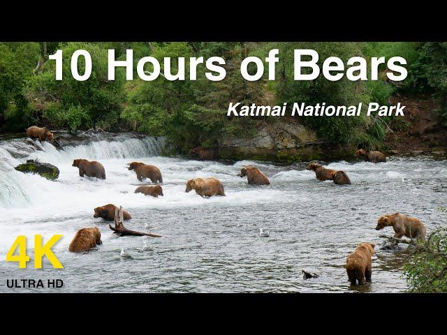 Over 10 Hours of Brown Bears In 4k High Definition - Video for Dogs, Cats, Pets, and People.