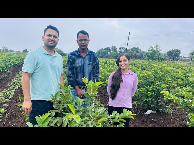 पेरू पिकावरील निमॅटोड बद्दल ची प्रत्यक्षित माहिती-भाग-१