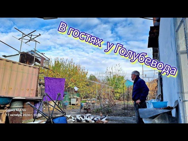 В гостях у Голубевода Валеры Талдыкорган. Декаративные породы голубей. #Голуби #голубеводы