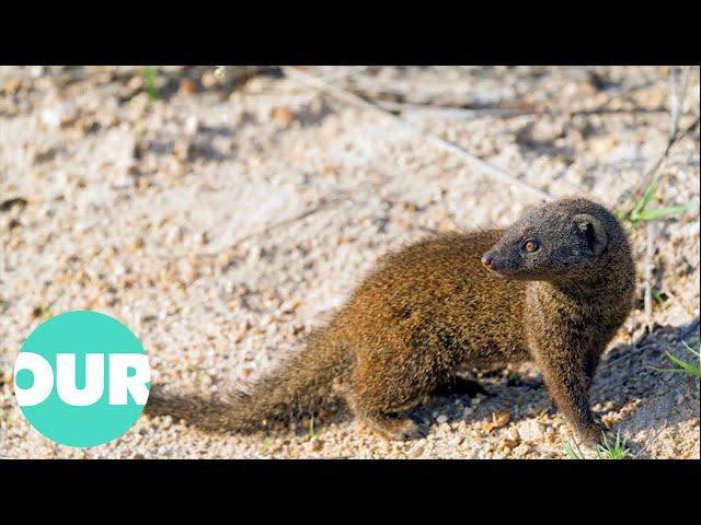 Mongoose: The Story Of An Unlikely Predator | Our World