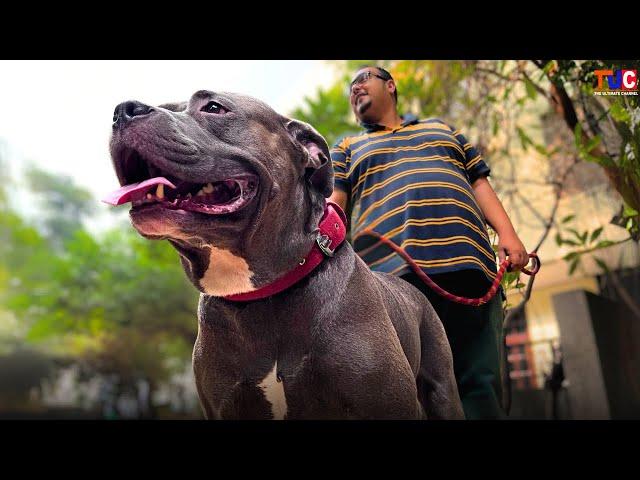 The AMERICAN BULLY DOG | Dangerous or Friendly??