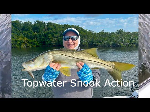 Explosive topwater Snook Fishing in Everglades Backcountry #topwaterfishing #snook