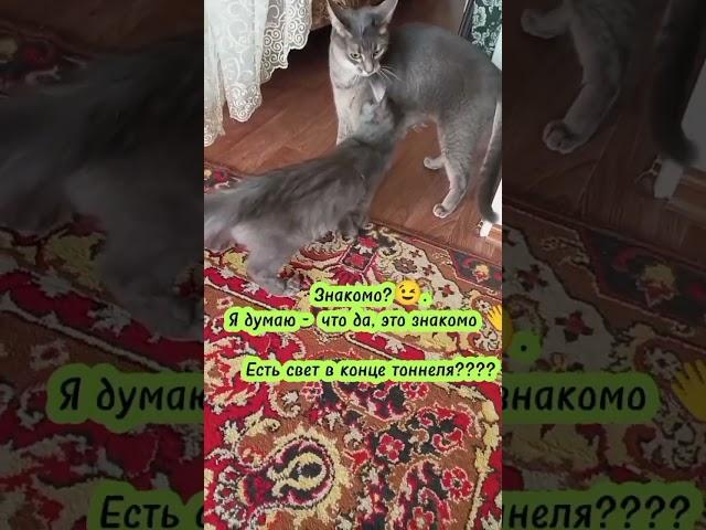 #siberianwellness