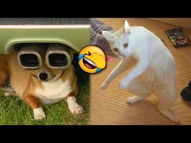 The Funniest Pets Videos Ever №11  | That's Incredibly Fun | JoysPets