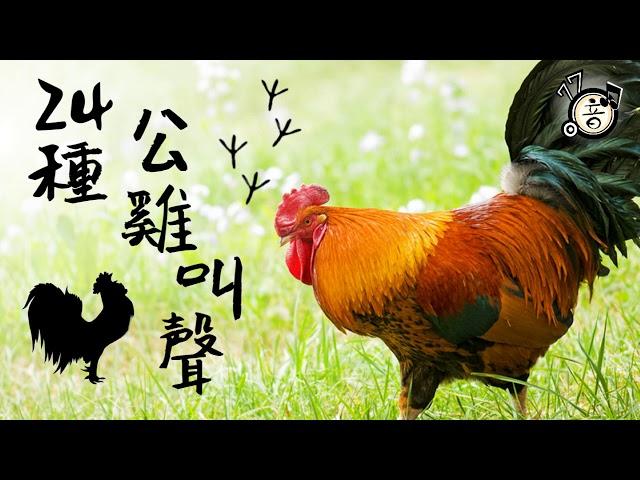 24 different roosters crowing│Rooster Sound│Animal Sounds