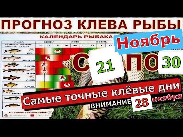 Прогноз клева рыбы на Эту неделю с 21 по 30 ноября 2024  Лунный Календарь рыбака