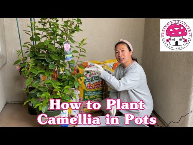 How to Plant Camellia in Pots