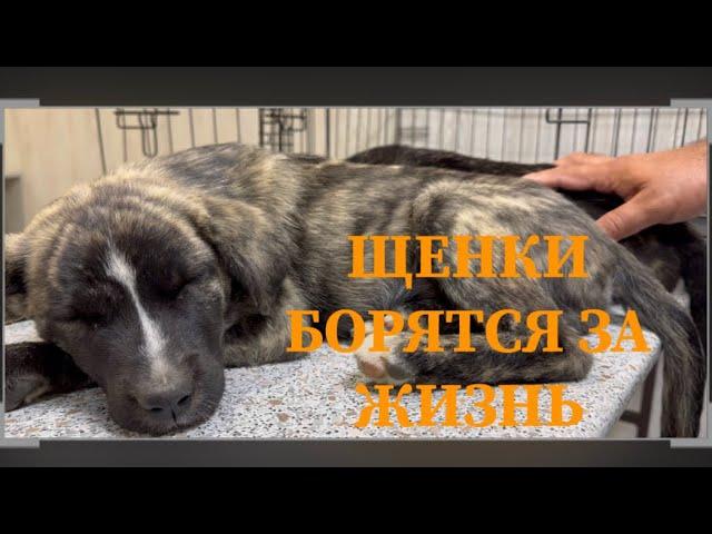 Подобранные щенки на лечении/Теперь Белке не страшны кобели