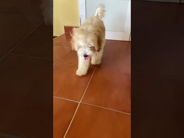 Greggy the maltipoo getting ready for his first grooming at 3 months old