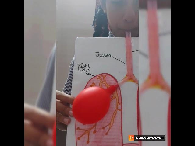 Respiratory system model | class 8th | NCERT | C.B.S.E.