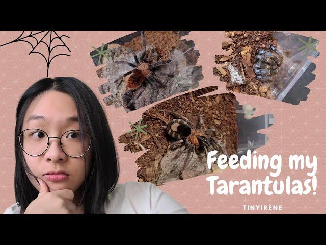 My first TARANTULA FEEDING video!