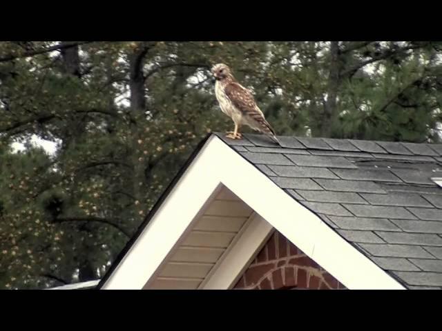 Red Shoulder Hawk  vs. Two Crows - Augusta GA