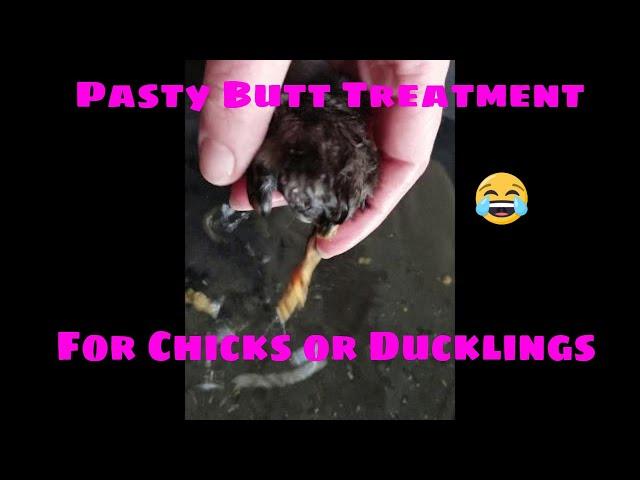 How To Help Your Chick With Pasty Butt
