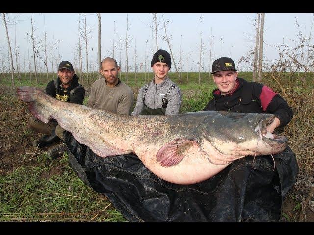 258cm und 118Kilo Monster Catfish im Live Drill/Hochwasserangeln