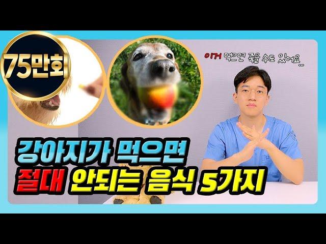 [ENG sub] 강아지가 먹으면 안되는 음식 5가지(feat. 과일, 고기) / 5 Foods Your Dogs Should Never Eat