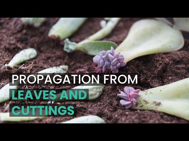 PROPAGATION TIPS |  PROPAGATE SUCCULENTS FROM LEAVES AND CUTTINGS | SUCCULENT PROPAGATION