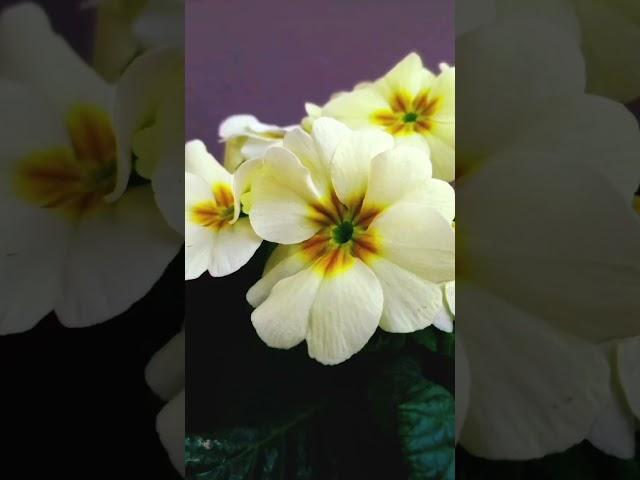 Flower Gallery  #short #flower