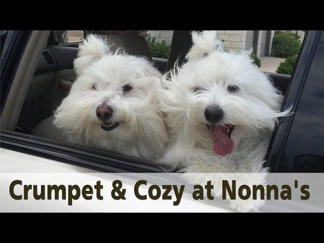 Coton de Tulear dogs -- my babies playing a quick game of tag