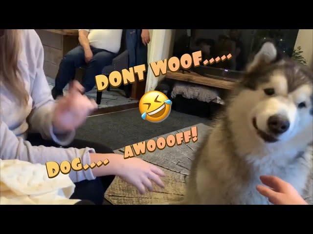 ARTICULATE DOG ACTUALLY SAYS WOOF IN ENGLISH | TALKING MALAMUTE