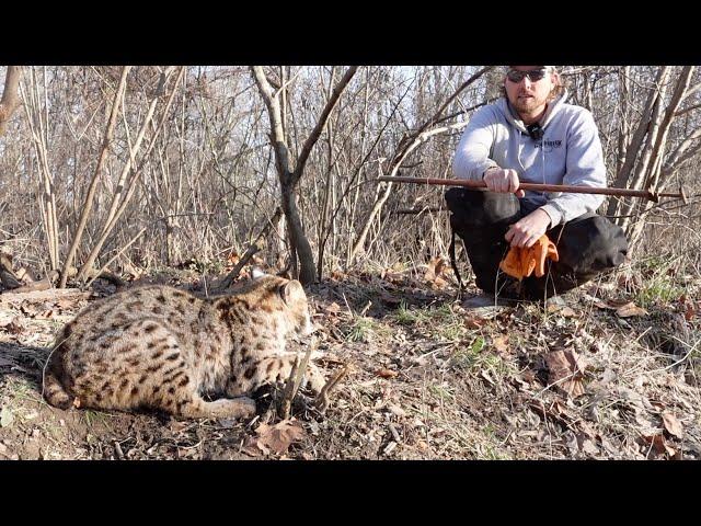 How to RELEASE a BOBCAT from a FOOTHOLD TRAP (With a Catch Pole)