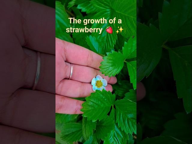 the growth of a strawberry  ️  like for part-2 #food #trending #gardening