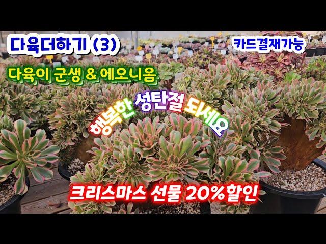 다육더하기 (3) 크리스마스 선물  20%할인 핑크여왕 샤넬 흑장미 월금 선인장 습지야