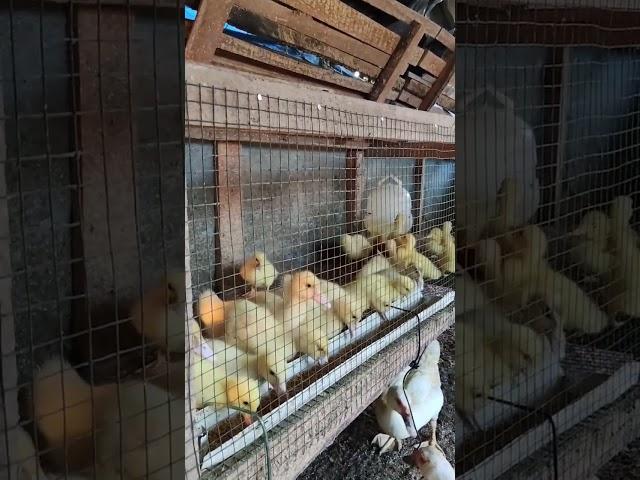  #duck #animals #entok #fyp #shorts #ducks