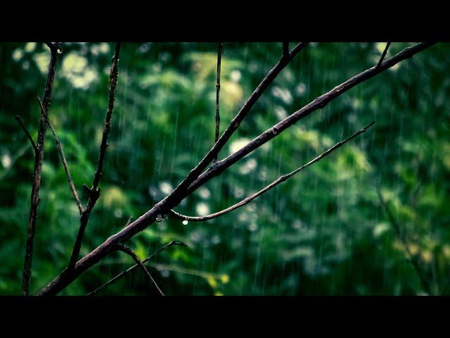 Relaxing Rain Clips || Nature || NatureLife