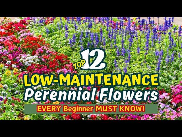 Top 12 LOW-MAINTENANCE Perennial Flowers EVERY Beginner MUST KNOW!  // Gardening Ideas