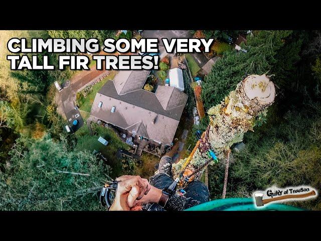 Removing Two Tall Backyard Fir Trees with Veteran Tree Service and Randy!