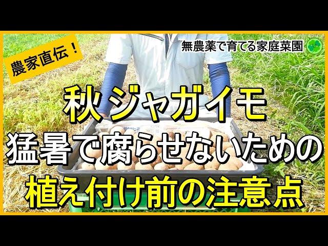 【秋ジャガイモ】早植えは要注意！暑さに負けない種芋作りのコツ【有機農家直伝！無農薬で育てる家庭菜園】　24/8/29