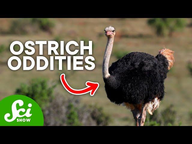 3 Fun Facts About Ostriches You'll Love