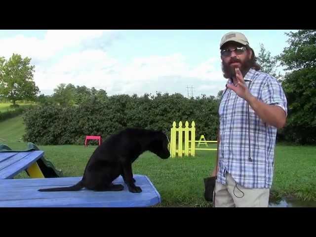 Training Your Labrador Retriever Puppy Part One