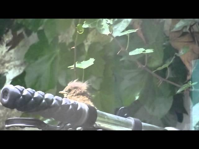 little robin red breast fledgling springwatch uk garden birds