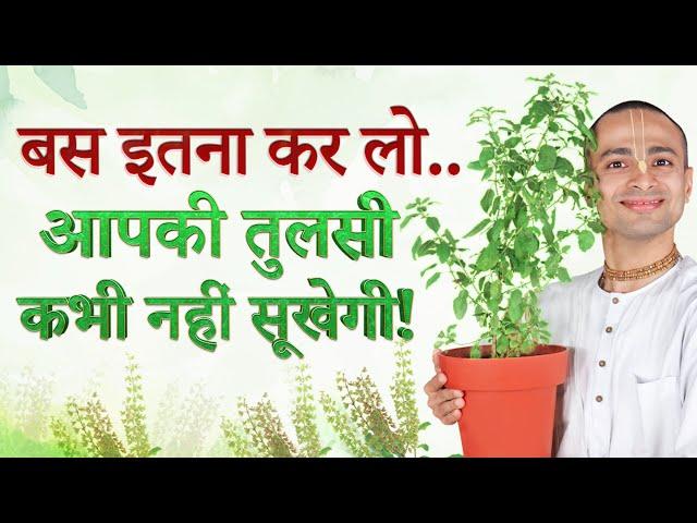  Tulsi Care Secrets EXPOSED! |  तुलसी की देखभाल का सही तरीका | Ultimate Tulsi Care Guide