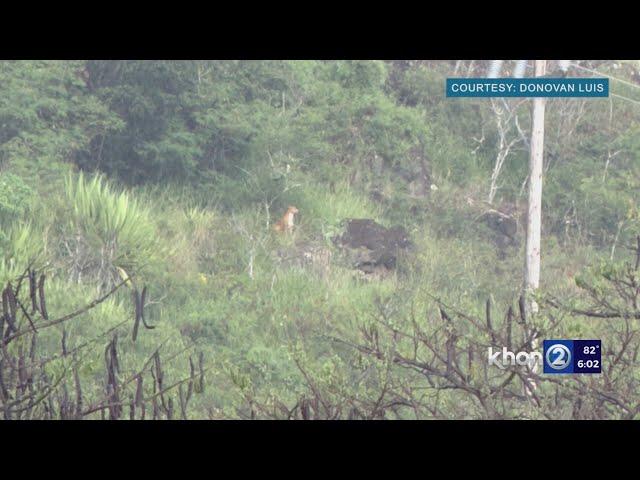 Residents try to catch glimpse of mystery animal at UH Manoa
