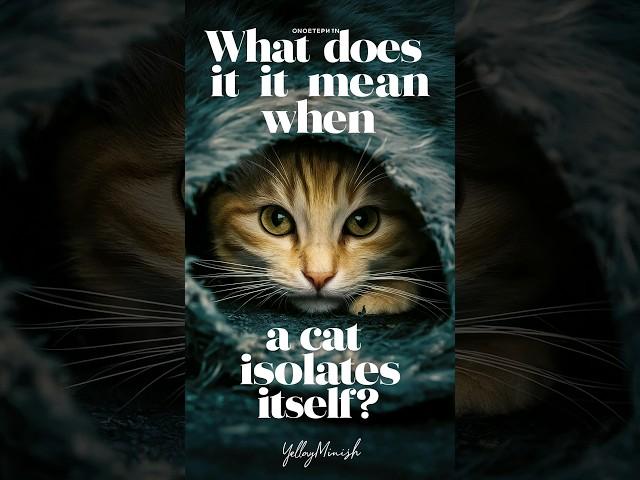 What does it mean when a cat isolates itself? #cats #catlover #cat @Catlovestatus
