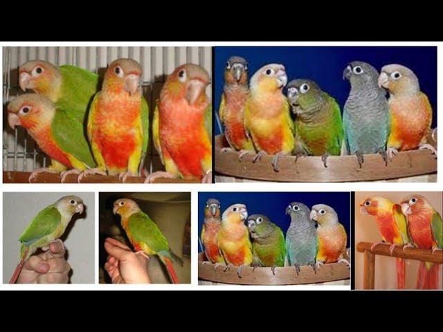 Pineapple conure nd green conure Hand tame and fly tame parrots  Avialable for sale