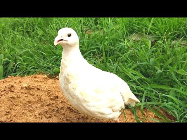 White teetar voice | teetar ki awaz | teetar sound | white teetar |