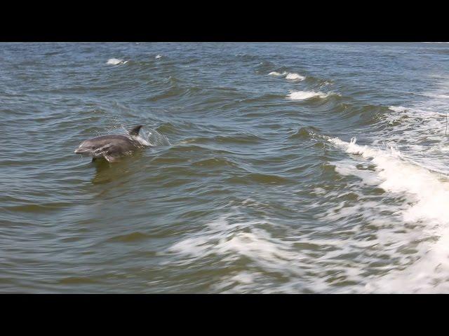 Behind the Scenes of the Dolphin Watch