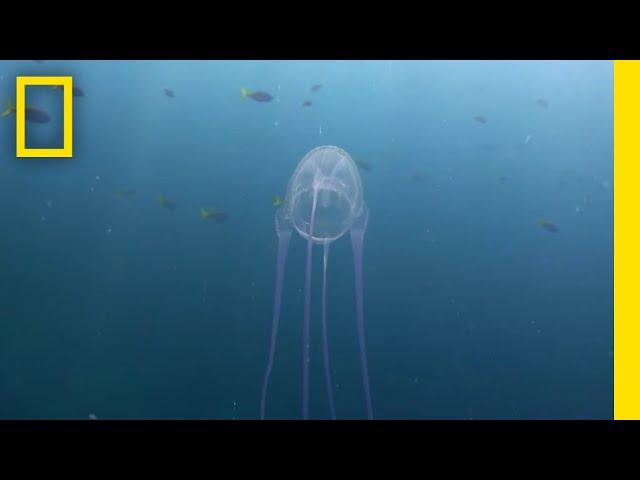 Surviving a Box Jellyfish Attack | Something Bit Me!