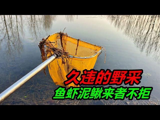 小河溝裏撈魚，卻掏到了龍蝦窩，還有漂亮的孔雀魚