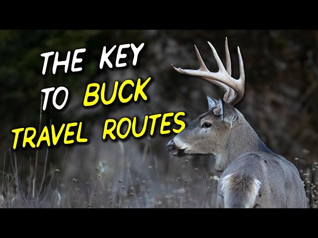 Uncovering the Hidden Trails BUCKS Use to Get Around!