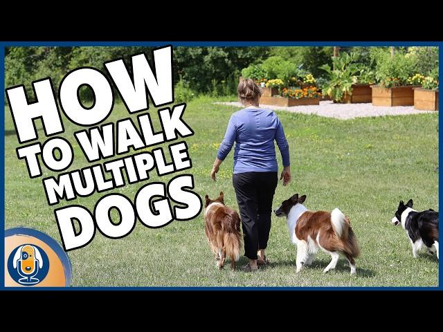 How To Walk Multiple Dogs: Step-by-Step Guide To Stress-Free Walks #282 #podcast