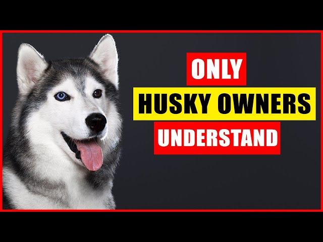 Things NOBODY tells you about owning a Husky